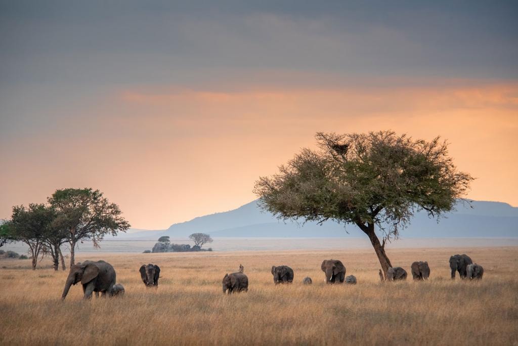 Serengeti Safari